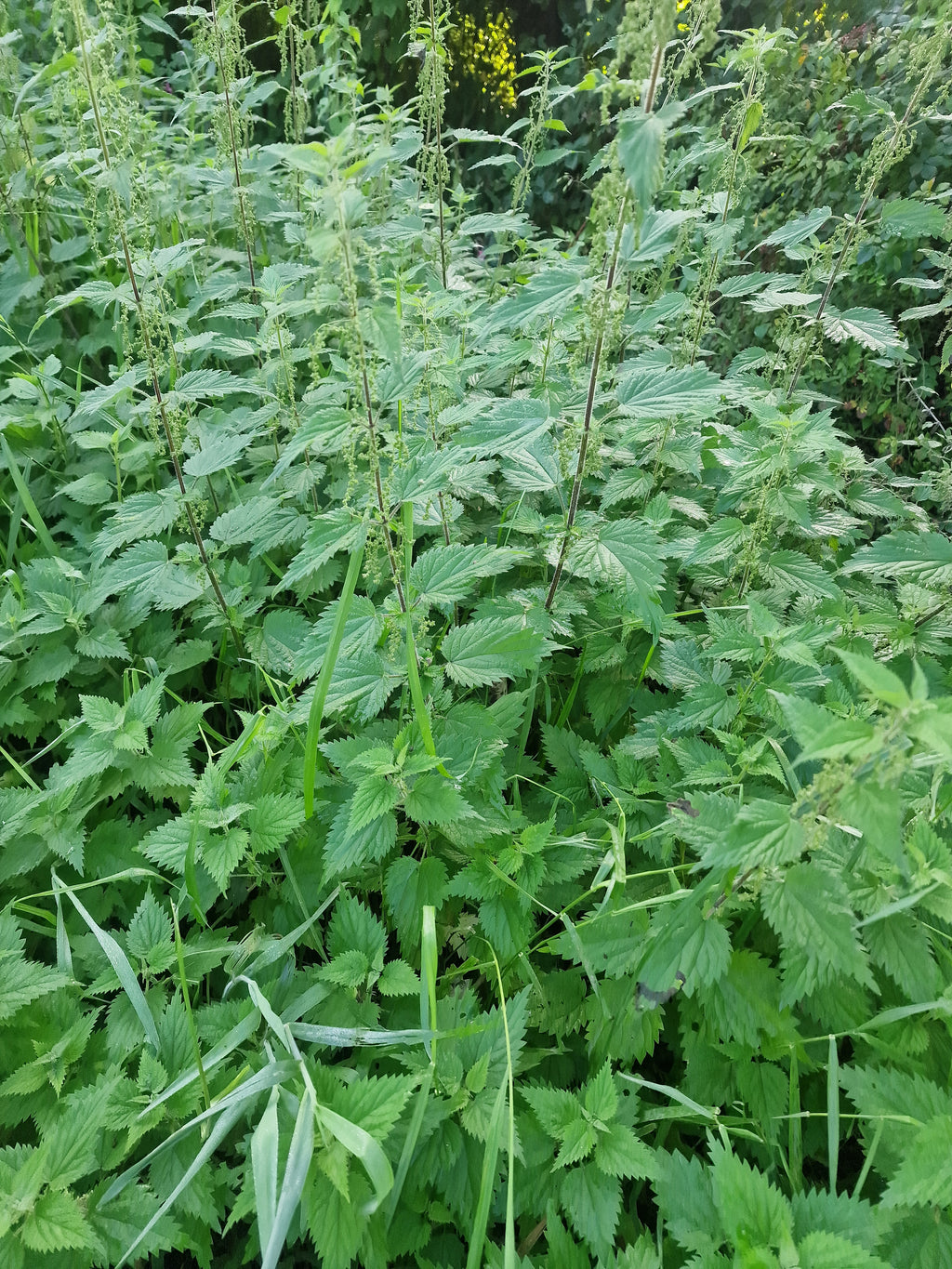 NETTLE-TURMERIC SOAP