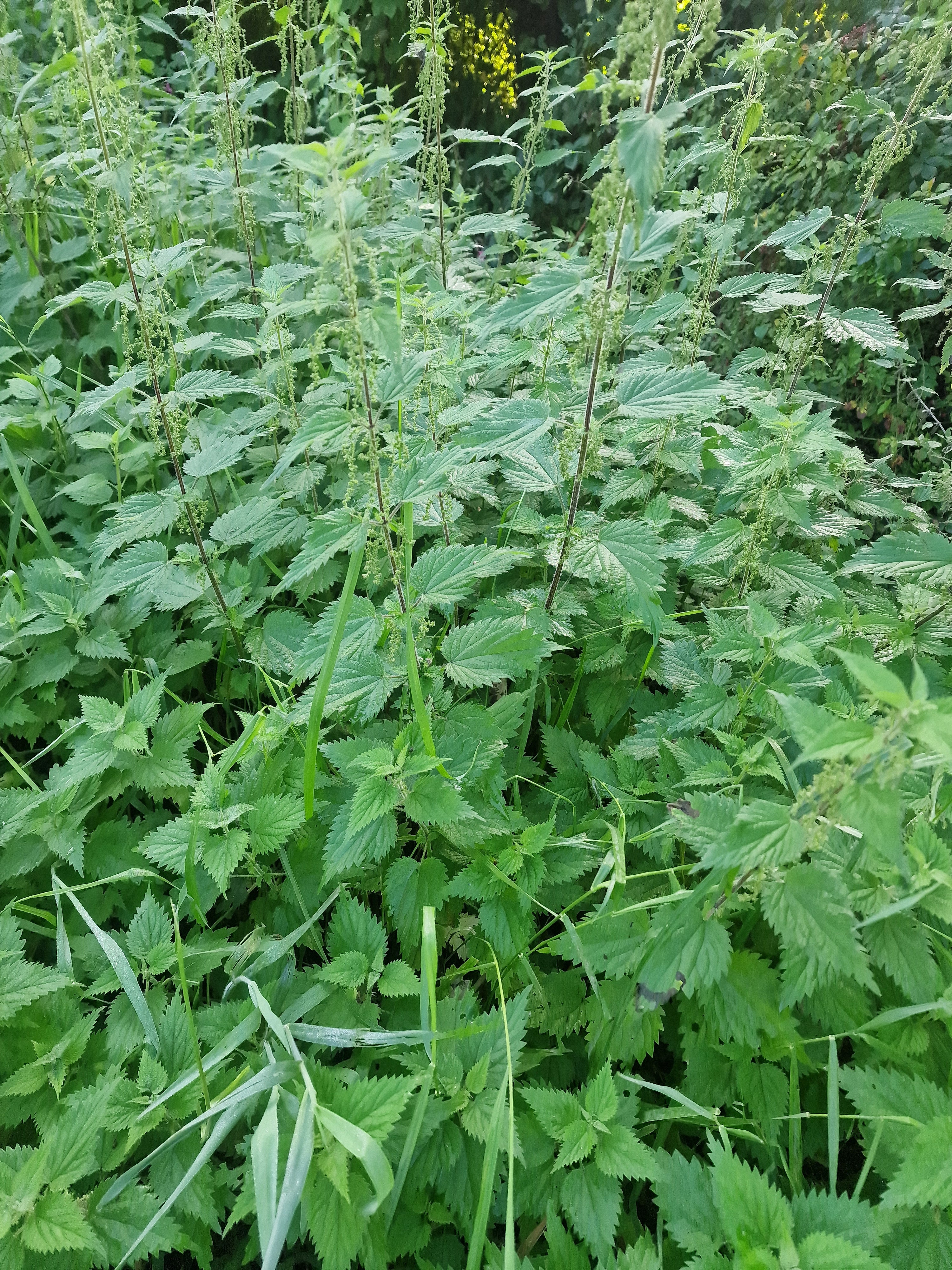 NETTLE SALVE 100% ORGANIC 30ml